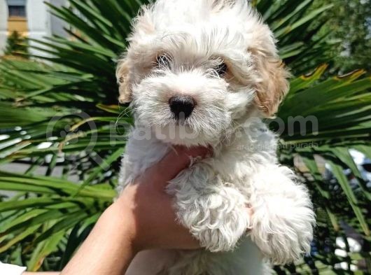 Evinizin Neşesi Dişi Maltipoo Yavrum görsel