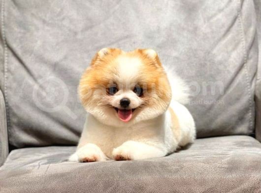 Safkan Pomeranian Boo Bebeğim Leo görsel