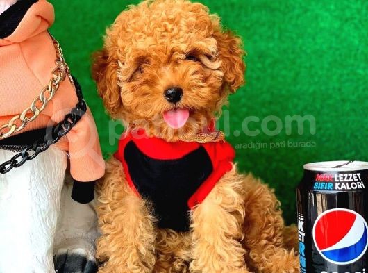Erkek Ve Dişi Safkan Red Toy Poodle Bebeklerim görsel