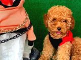Erkek Ve Dişi Safkan Red Toy Poodle Bebeklerim