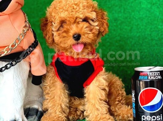 Erkek Ve Dişi Safkan Red Toy Poodle Bebeklerim görsel