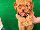 Erkek Ve Dişi Safkan Red Toy Poodle Bebeklerim