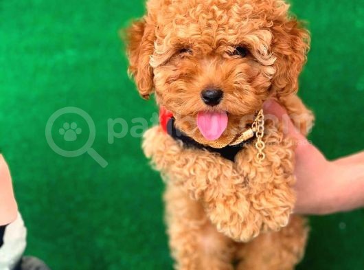 Erkek Ve Dişi Safkan Red Toy Poodle Bebeklerim