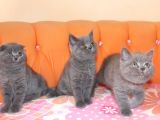 Scottish Fold & Scottish Straight