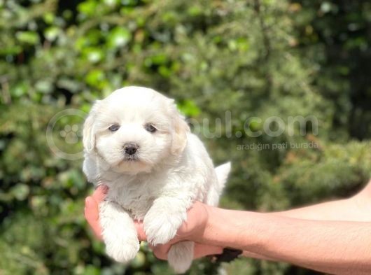 Yavru Maltese Terrier görsel