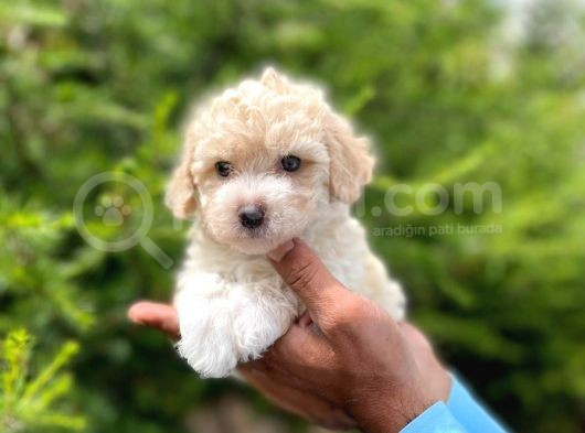 Tatli Maltese Terri̇er görsel