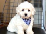 Yakışıklı Maltese Terrier