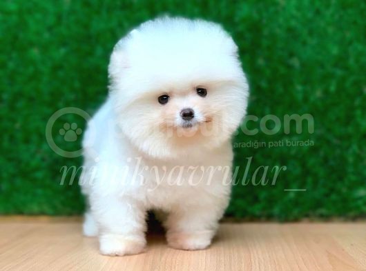 Orijinal Pomeranian Yavrularımız