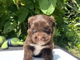 Çikolata Maltipoo