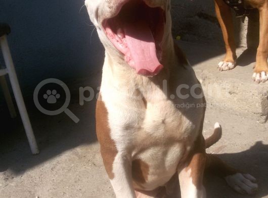 Rednose Chapo görsel