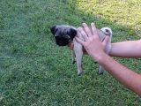 Pug Yavruları
