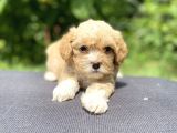 Maltipoo Toy Kahve Kızıl Çikolata
