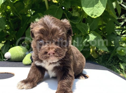 Çikolata Maltipoo