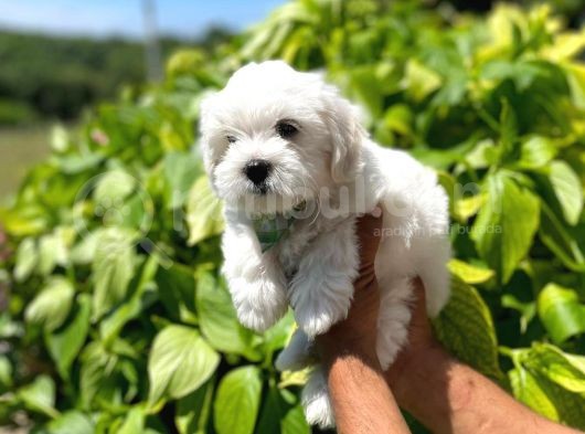 Yakışıklı Maltese Terrier görsel