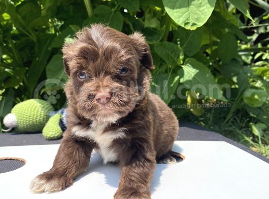 Çikolata Maltipoo görsel