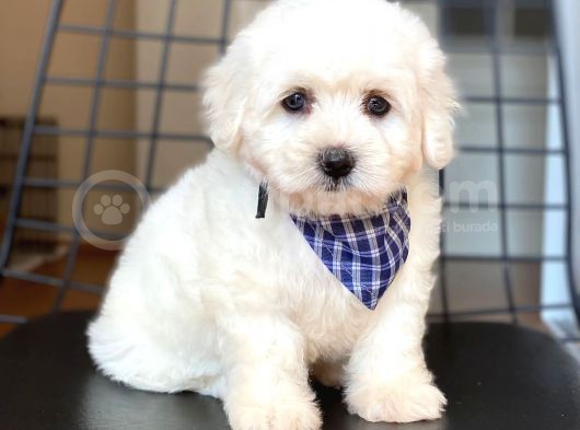 Yakışıklı Maltese Terrier görsel