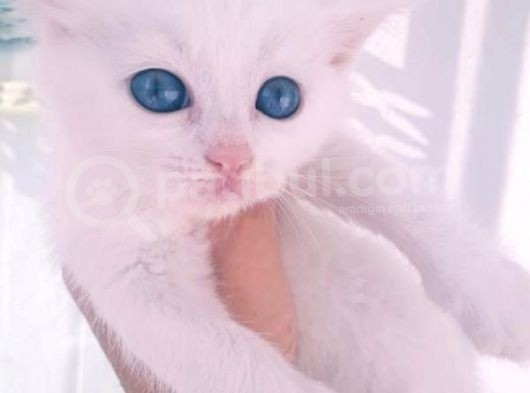 Çok Güzel Mavi Gözlü Beyaz Scottish Fold görsel