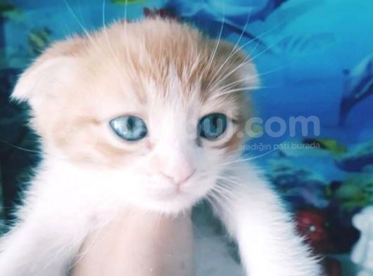 Çok Güzel Mavi Gözlü Beyaz Scottish Fold görsel