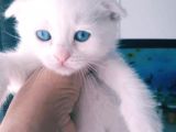 Çok Güzel Mavi Gözlü Beyaz Scottish Fold