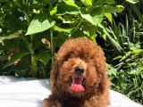 Toy Poodle Yavrular