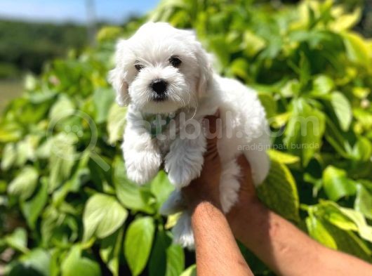 Yakışıklı Maltese Terrier görsel