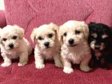 Orjinal Maltipoo Bebekler