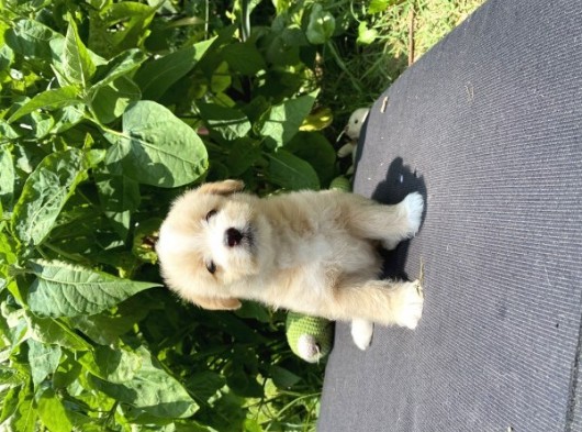 Show Bebek Yüz Maltipoo Yok Böyle görsel