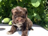 Maltipoo Toy Kahve Kızıl Çikolata