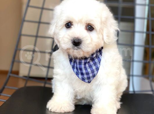 Yakışıklı Maltese Terrier görsel