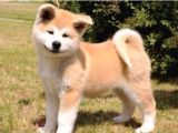 Saf Irk Akita İnu