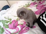 2.5 Aylık Scottish Fold Yavru