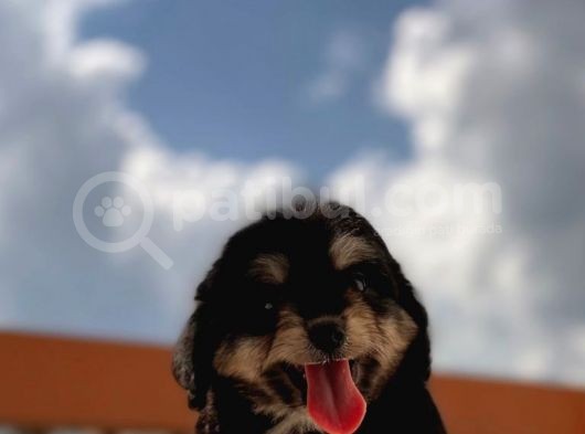 Sevimli Köpek Morkie Yavrumuz görsel