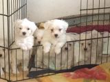 Maltese Yavrularımız