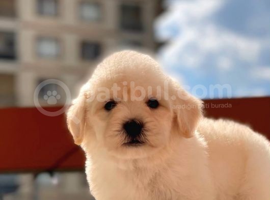 Orijinal Maltipoo Bebeklerimiz görsel