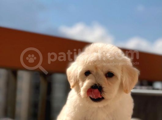 Orijinal Maltipoo Bebeklerimiz