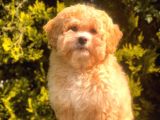 Şecereli Anne Ve Babadan Özel Maltipoo