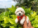 Anne Altından Maltese Terrier