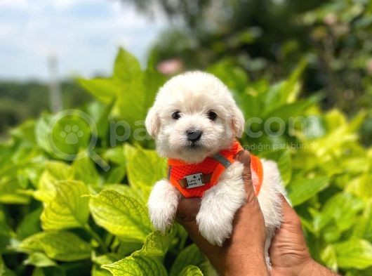 Anne Altından Maltese Terrier