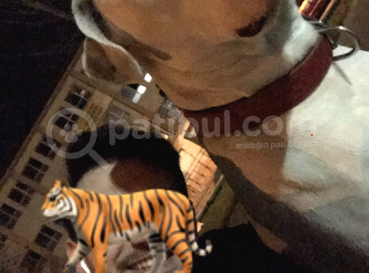 Dev Dogo Argentino görsel