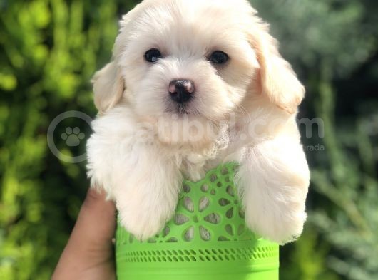 Xsmall Maltıpoo Yavrumuz görsel