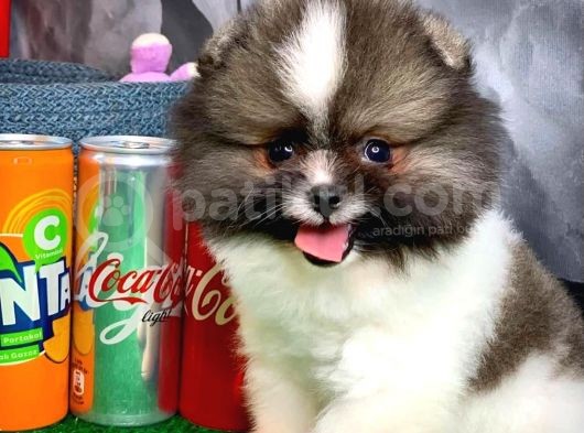 Irk Ve Sağlık Garantili Pomeranian Boo görsel