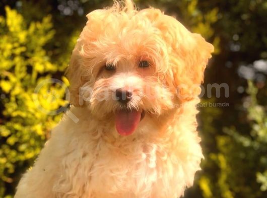 Şecereli Anne Ve Babadan Özel Maltipoo görsel