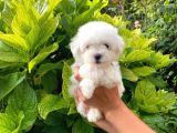 Prenses Kızımız Maltese Terrier