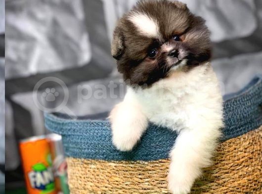 Irk Ve Sağlık Garantili Pomeranian Boo görsel