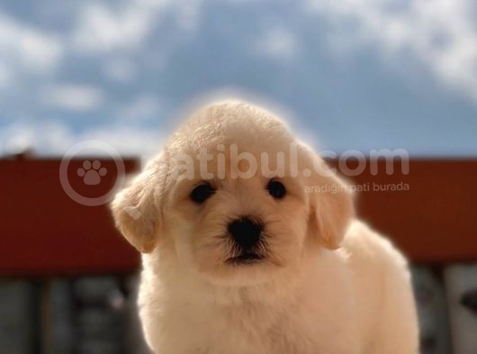Orijinal Maltipoo Bebeklerimiz görsel