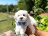 Dişi Ve Erkek Mevcut Maltese Terrier