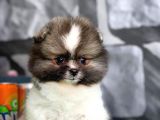 Irk Ve Sağlık Garantili Pomeranian Boo
