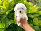 Prenses Kızımız Maltese Terrier