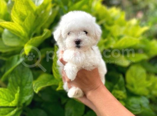 Prenses Kızımız Maltese Terrier görsel