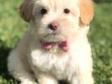 F2 Maltıpoo Yavrumuz
